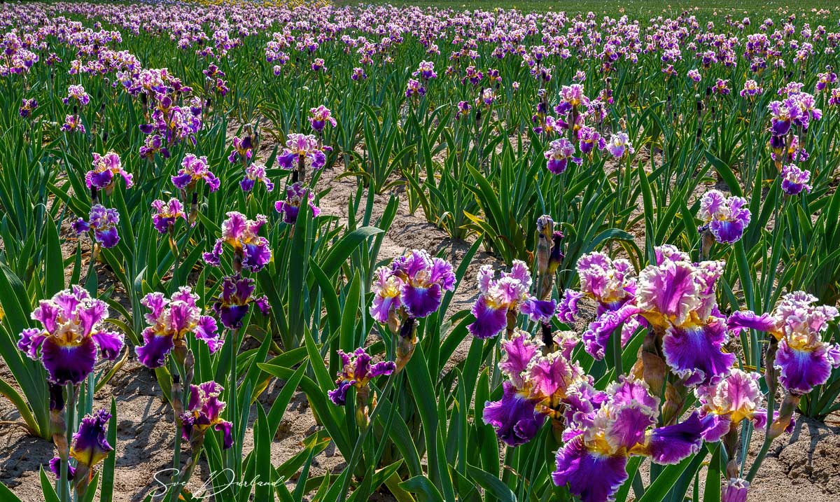 iris field, Oregon