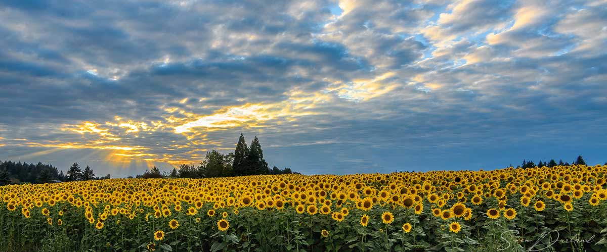 sunflower field, Oregon