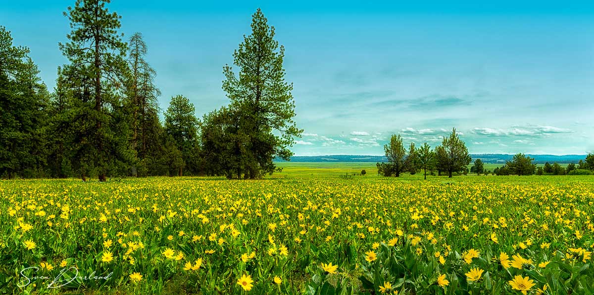 Balsam root field, Oregon