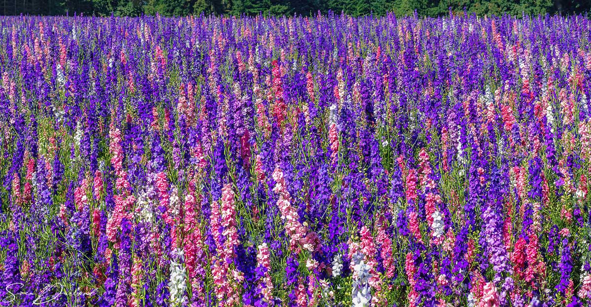 Stock flower field, Oregon