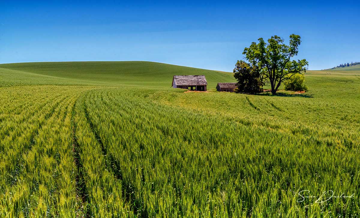Abandoned farm in the Palouse
