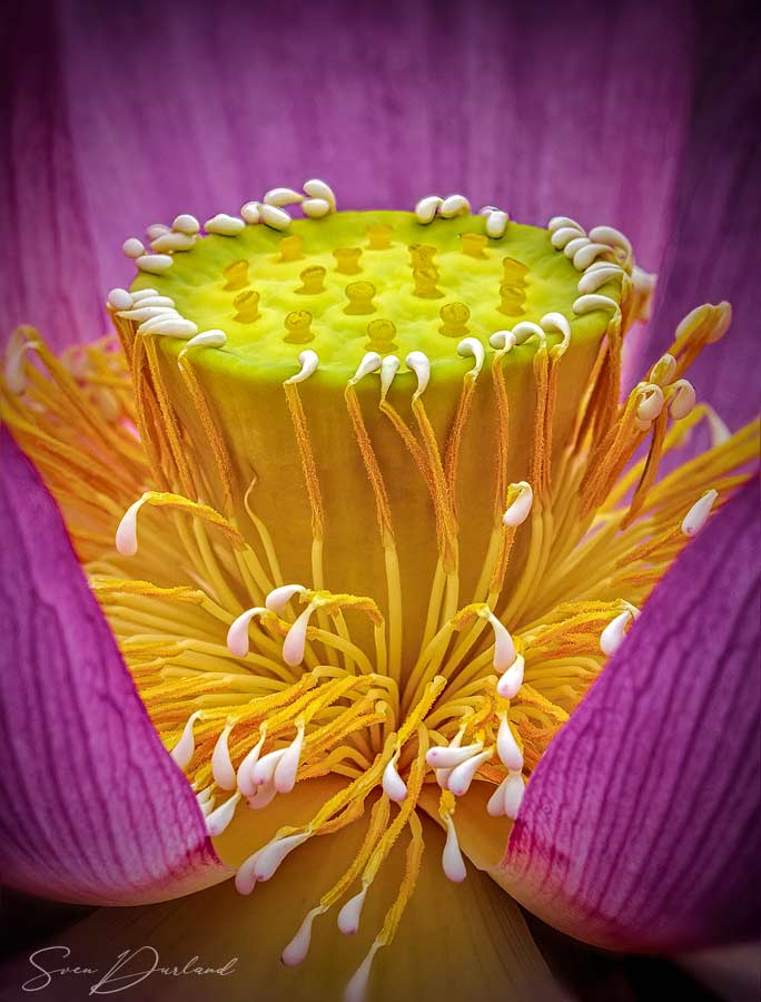 Lotus flower center close-up