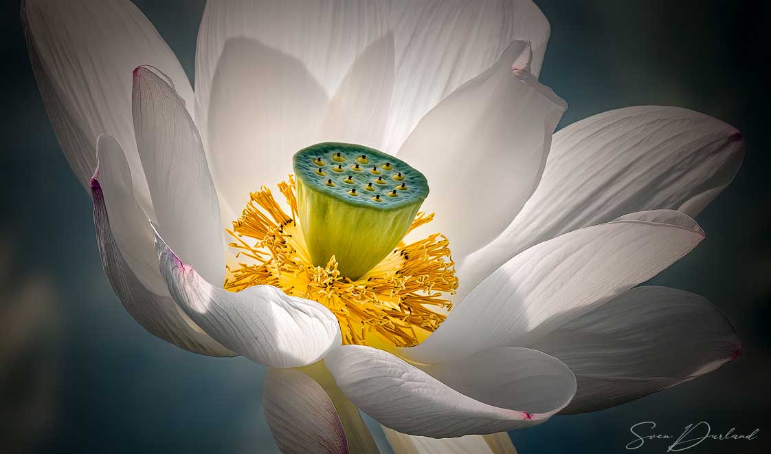 close-up white Lotus Flower