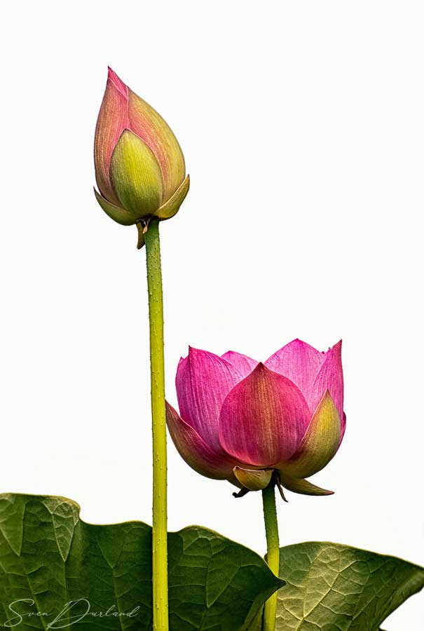 Lotus bud and flower