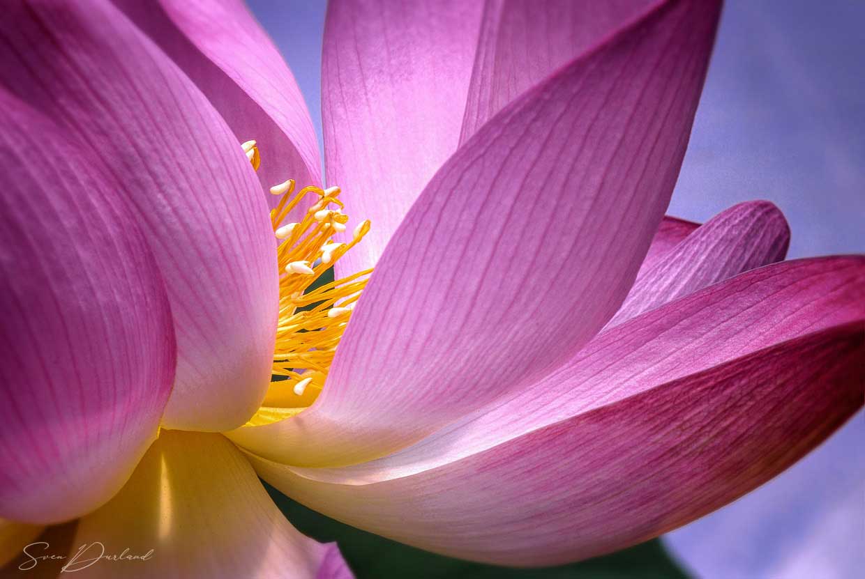 close-up red Lotus Flower