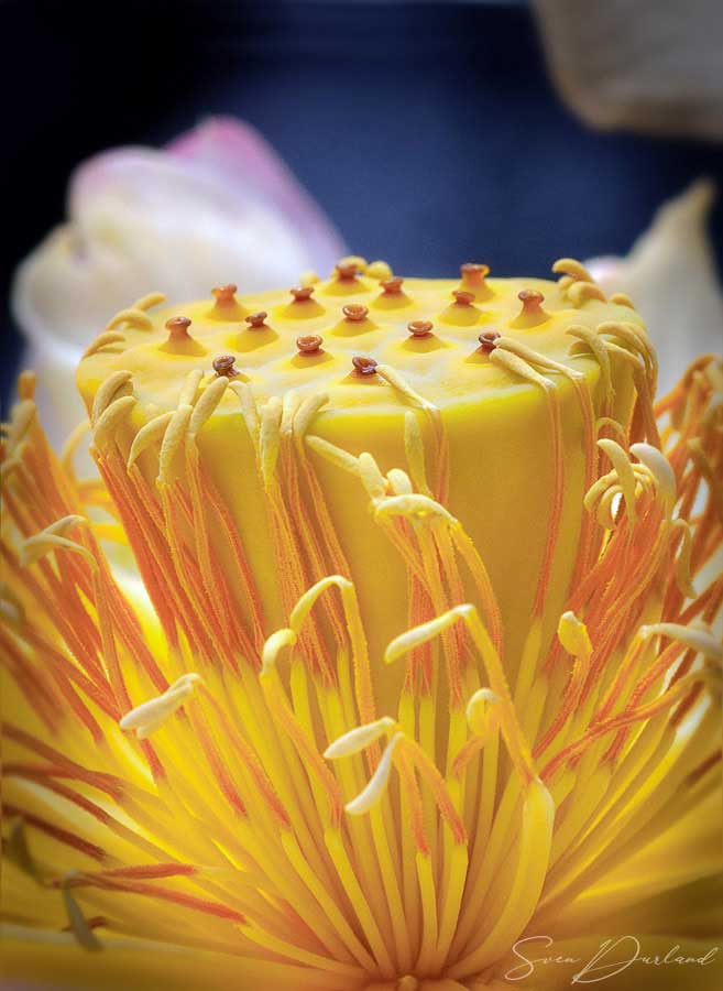 Lotus flower center close-up