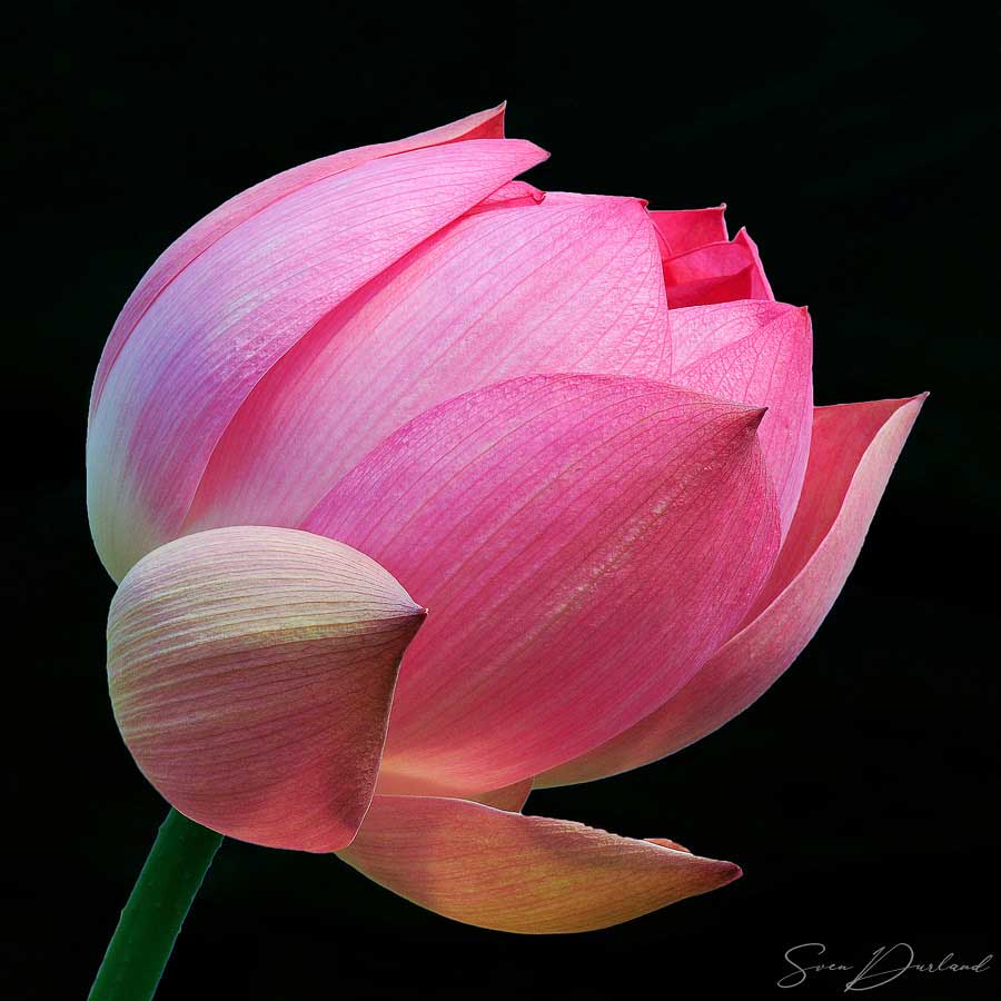 Red Lotus flower close-up