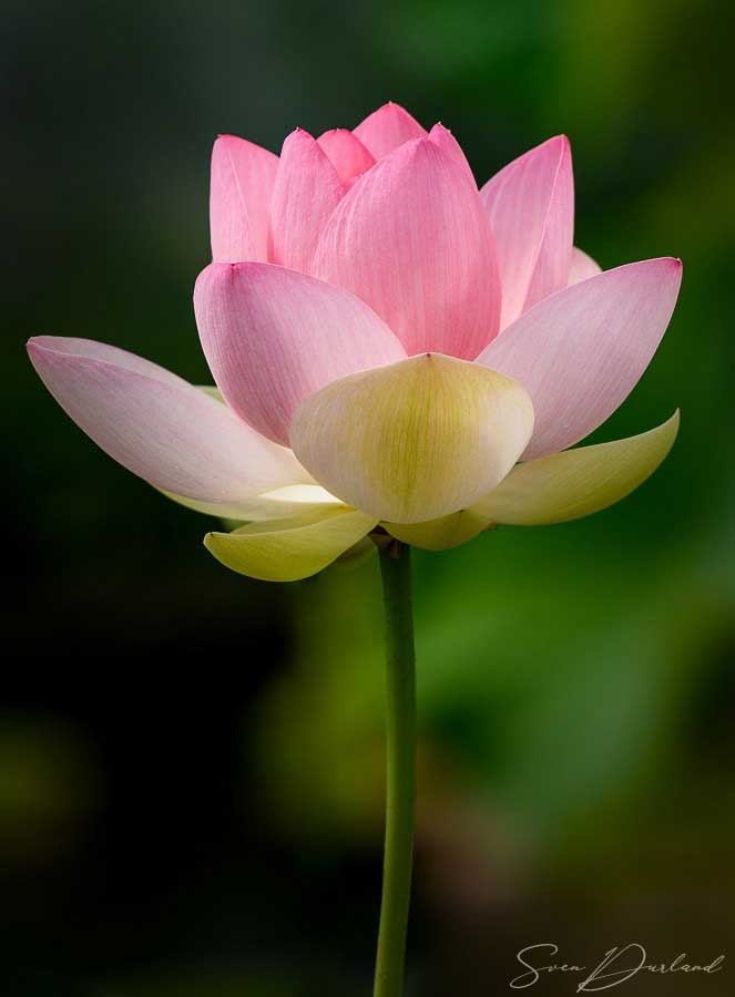 Pink Lotus flower close-up