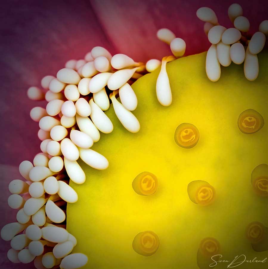 Lotus flower center extreme close-up