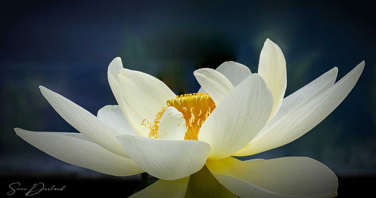 White Lotus flower close-up