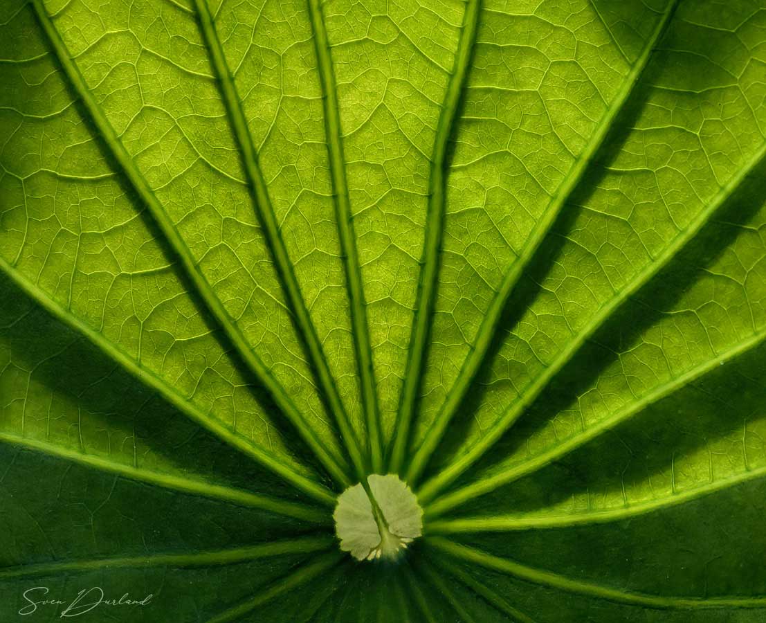 Lotus leaf close-up