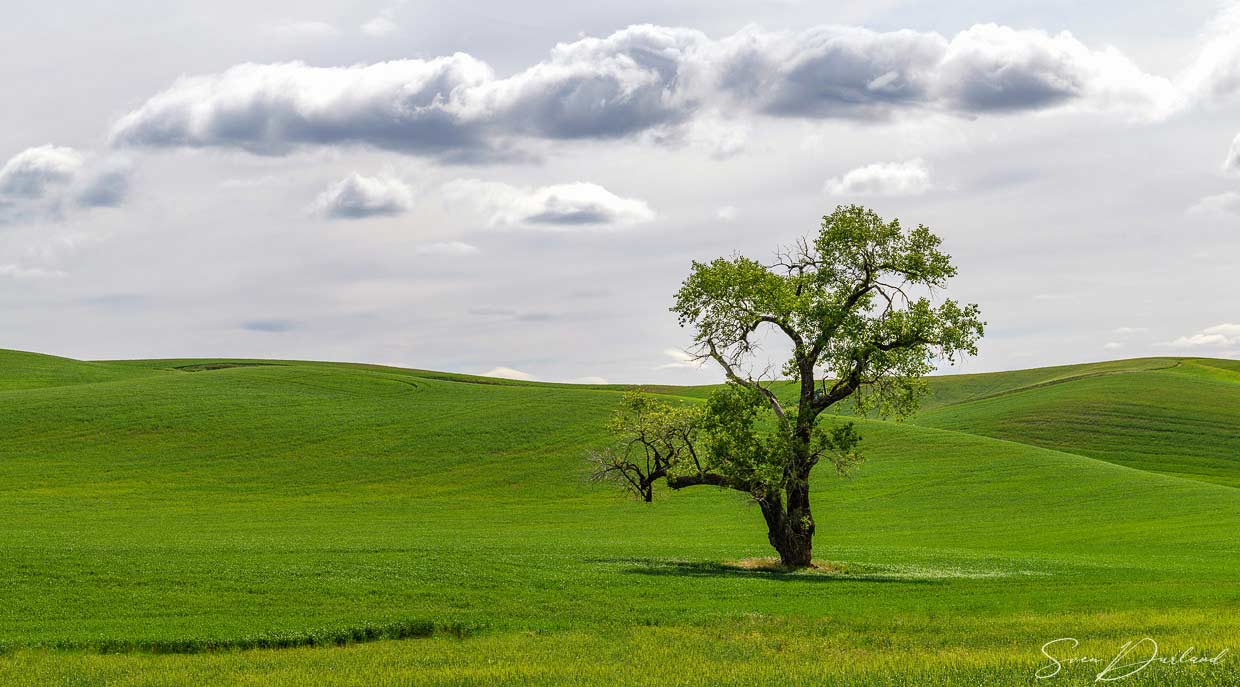 Rolling hills with lone tree in the Palouse