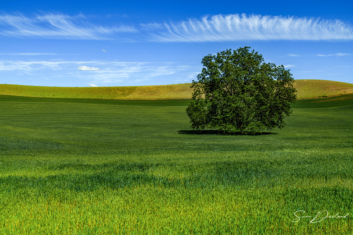 Palouse landscape with lone tree