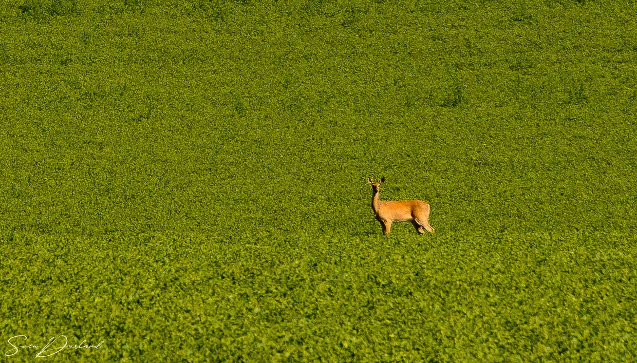Whitetailed deer in a lentil field