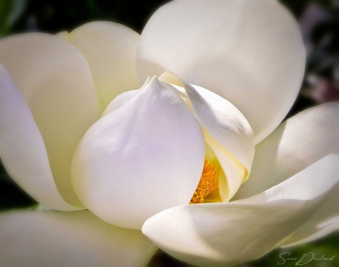 Close-up magnolia flower