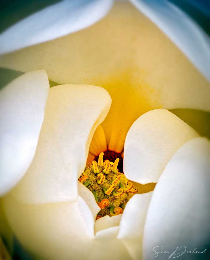 close-up magnolia flower