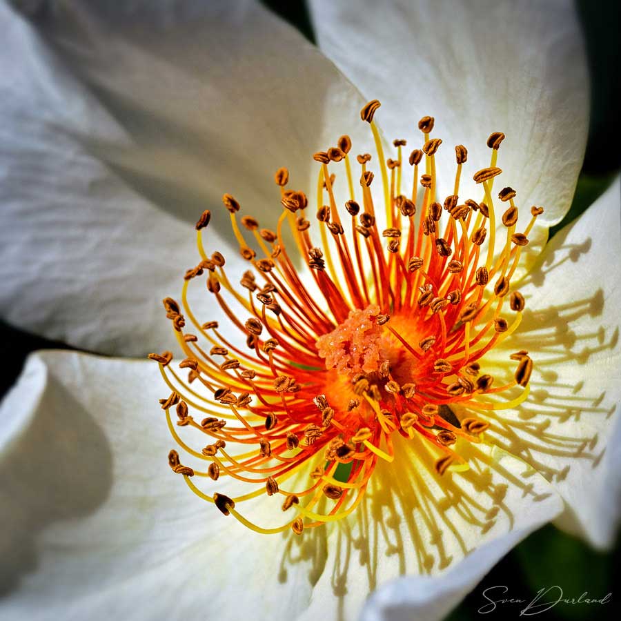 Rose flower close-up