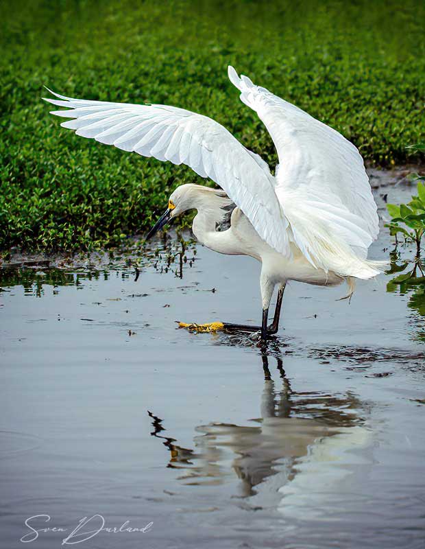 Snowy egret with wings shading the water