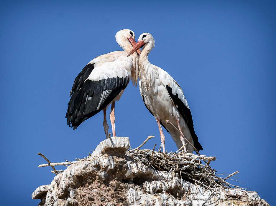White Stork couple