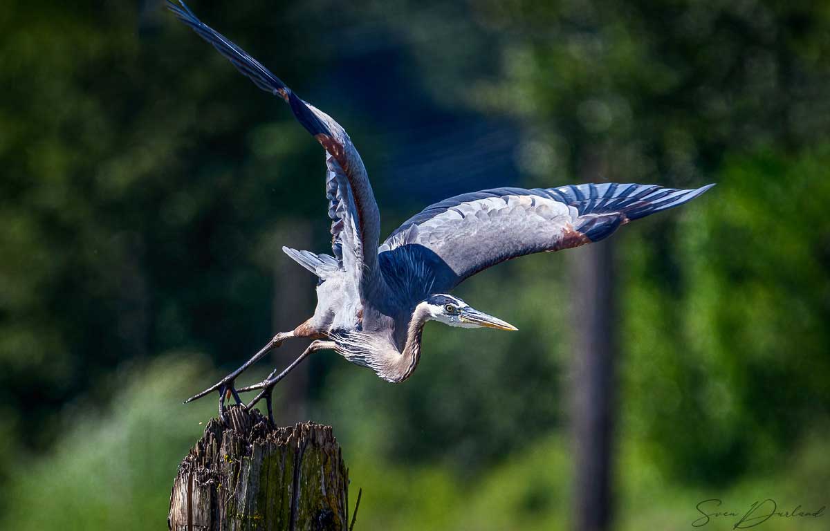 Great blue heron in flight