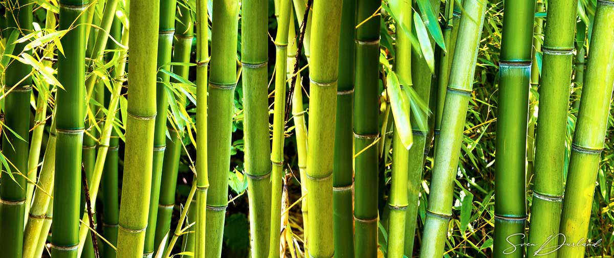 Timber bamboo grove