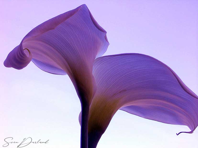 Calla flowers at dawn