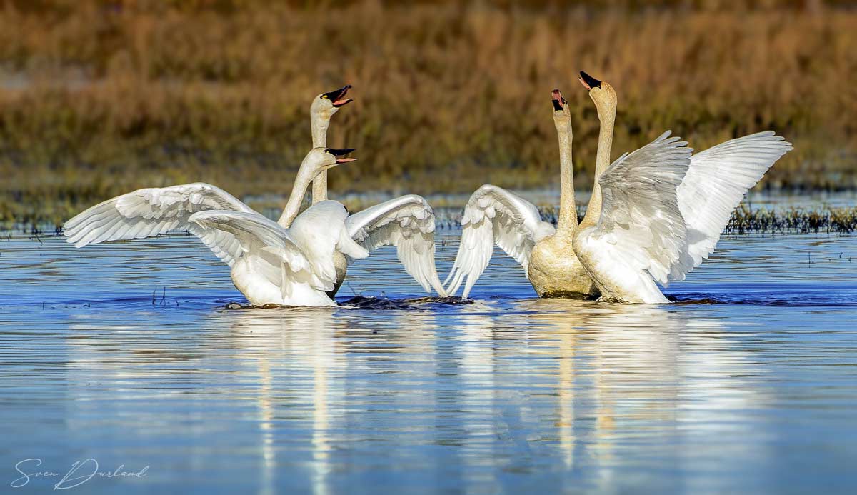 Tundra Swans - couples