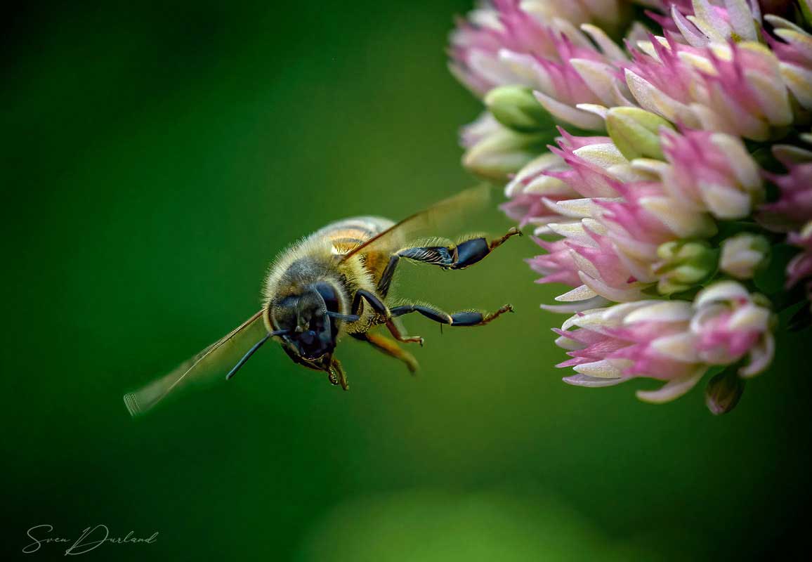 Flying bee close-up