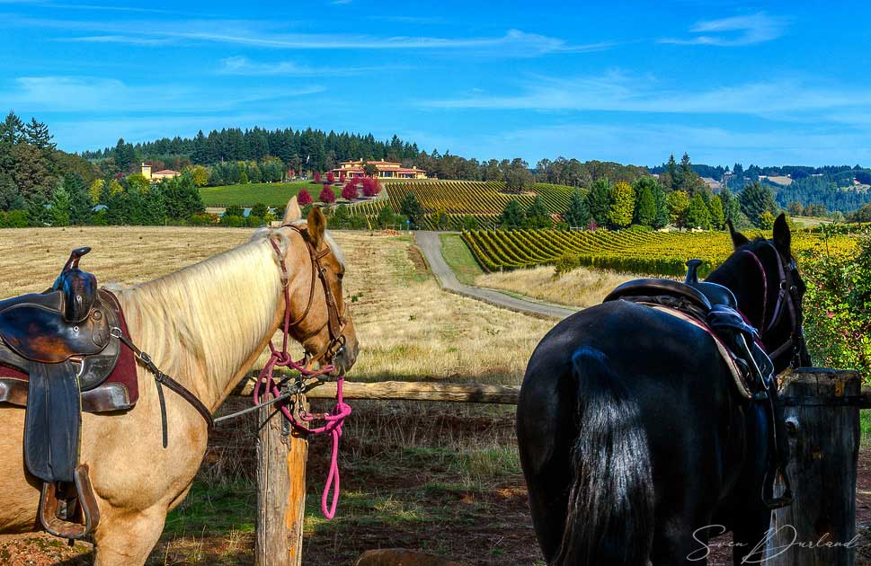 Equestrian Wine Tours at Domaine Serene 