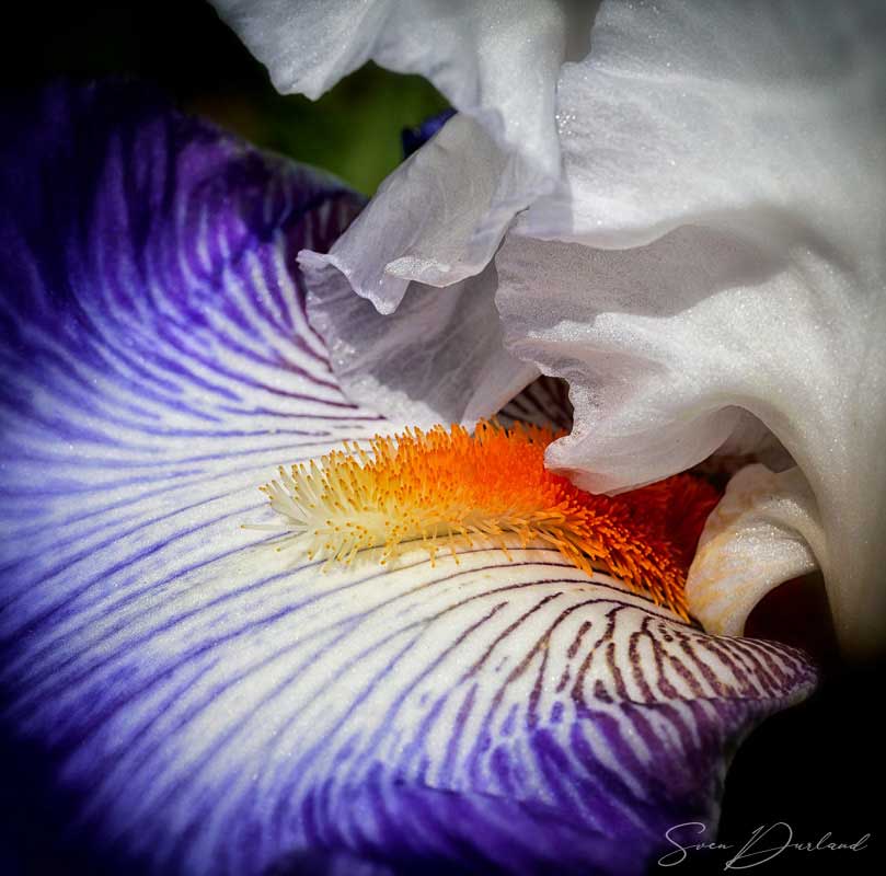 Iris flower close-up