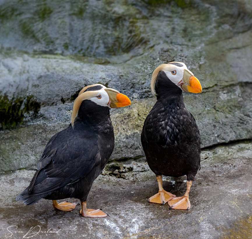 Tufted puffin couple