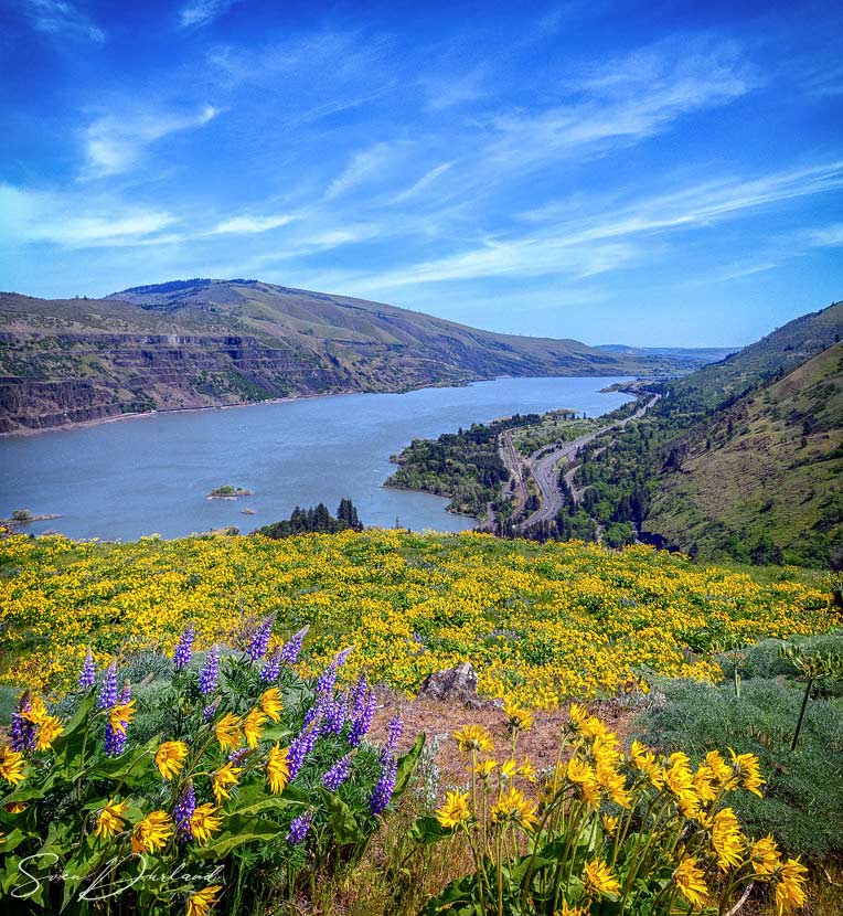 Columbia River and balsamroot from Rowena Point