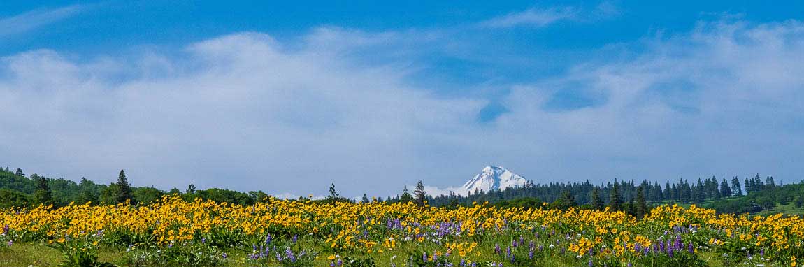 Balsamroot flowers - Mt Hood
