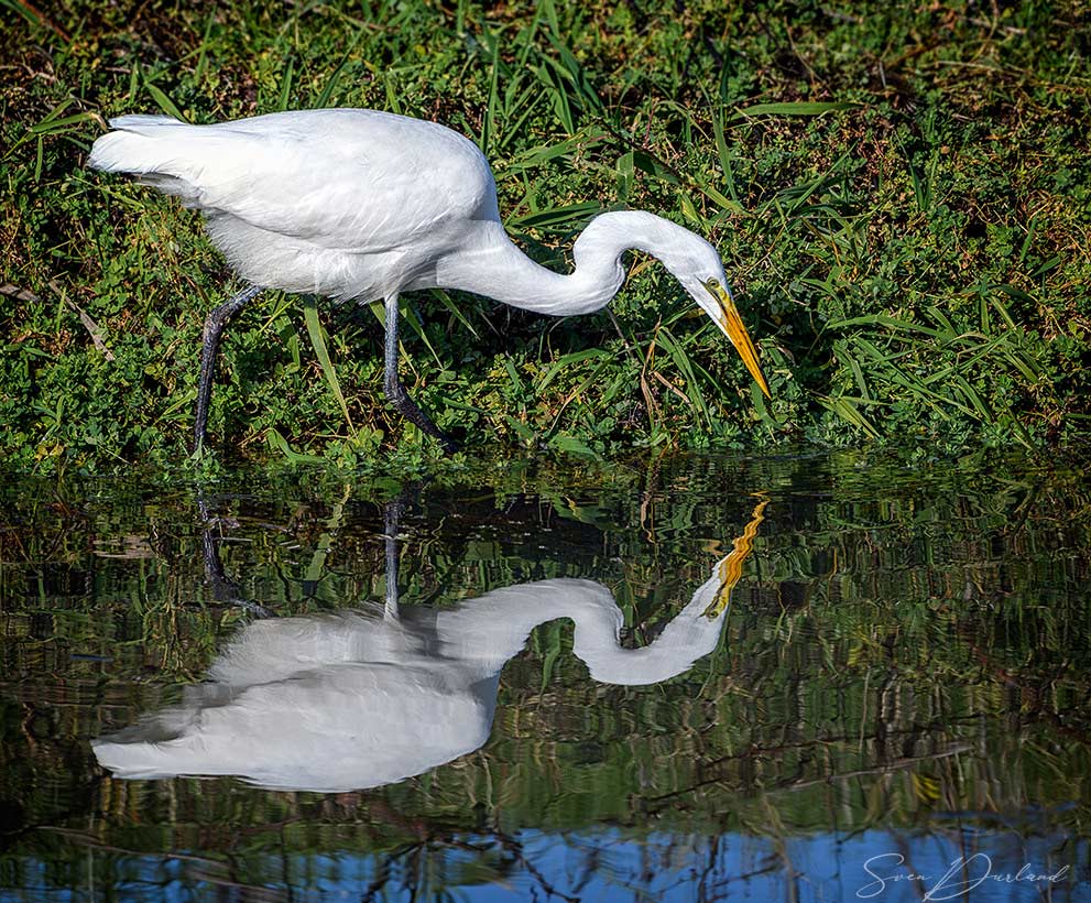 Egret reflecting in the water