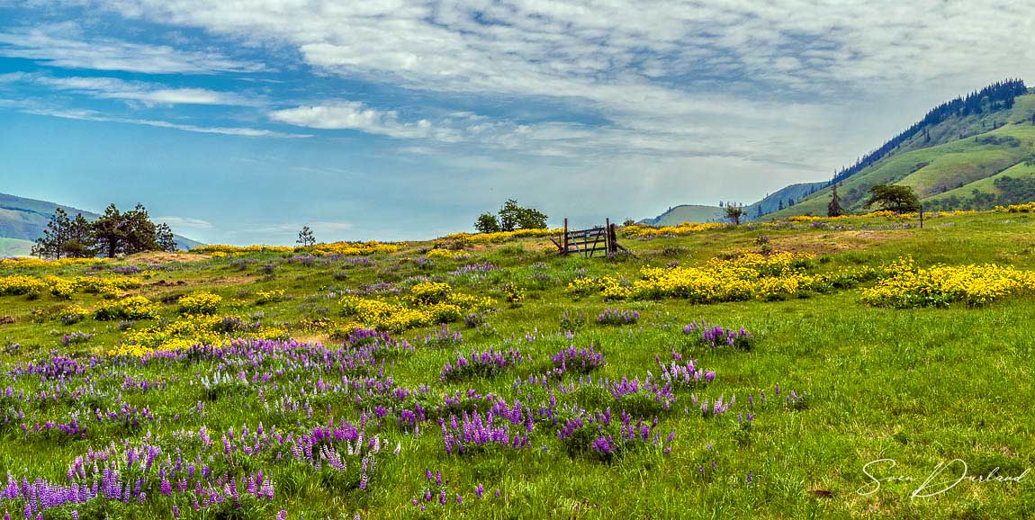 Balsamroot flowers  and lupines