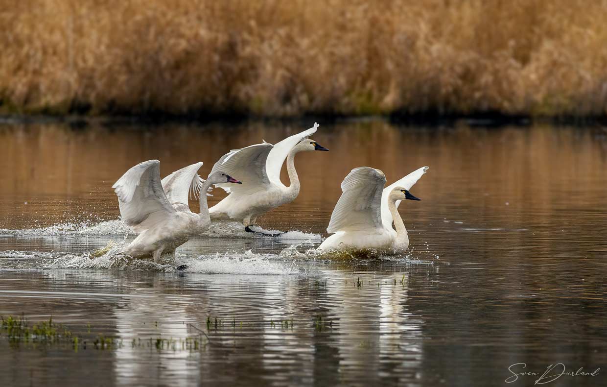 Tundra Swans - landing