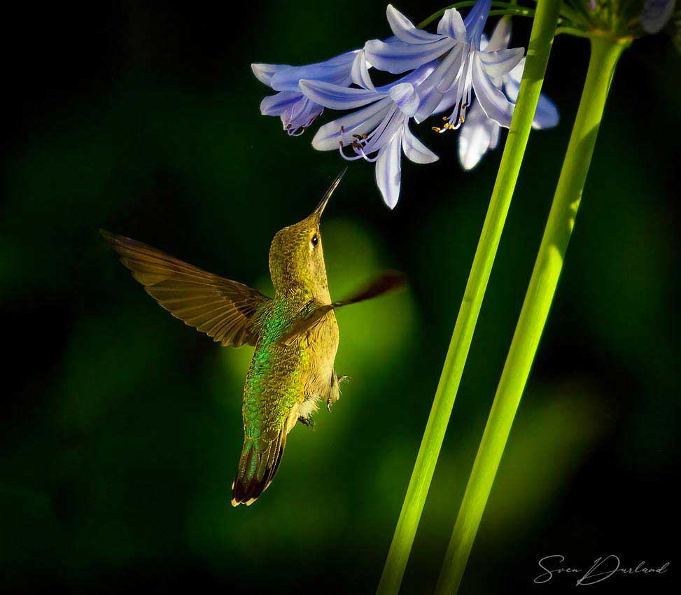 Hummingbird feeding off African Lily flowers