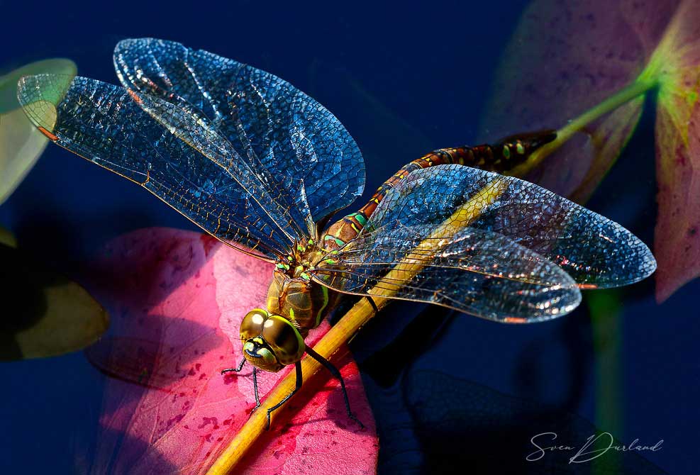 dragonfly on waterlily close-up