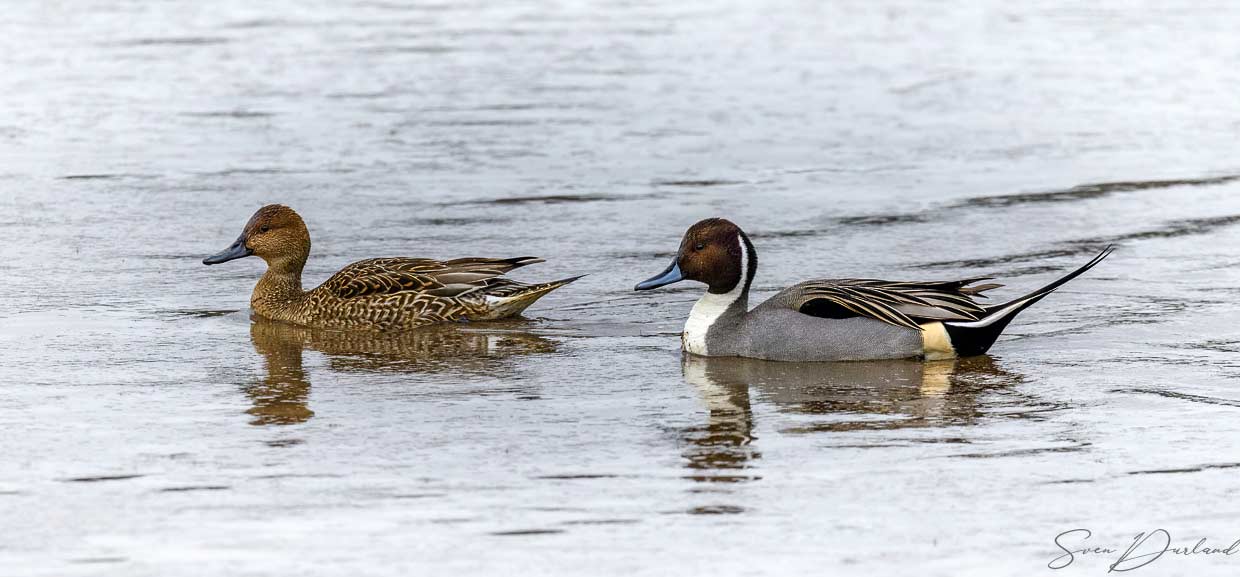 Northern Pintail couple