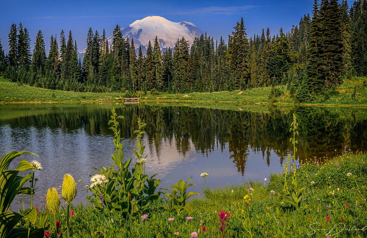 Pond Reflections - Mt Rainier 