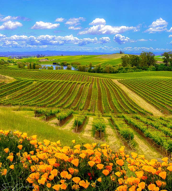 Napa Valley vineyard with foreground flowers