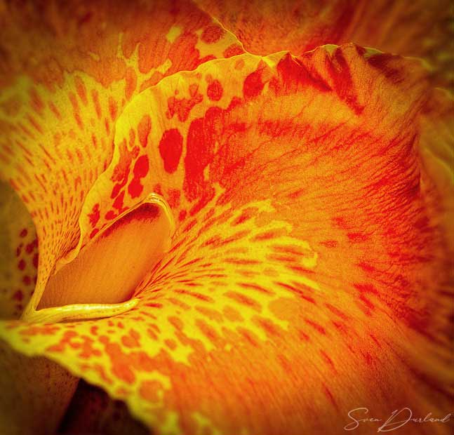 Canna flower extreme close-up