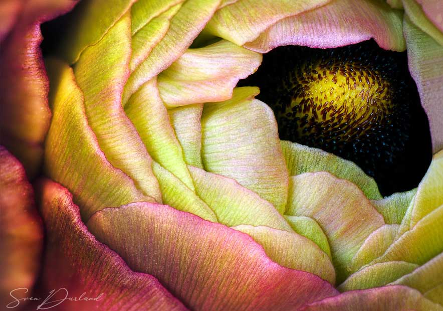 close-up ranunculus flower