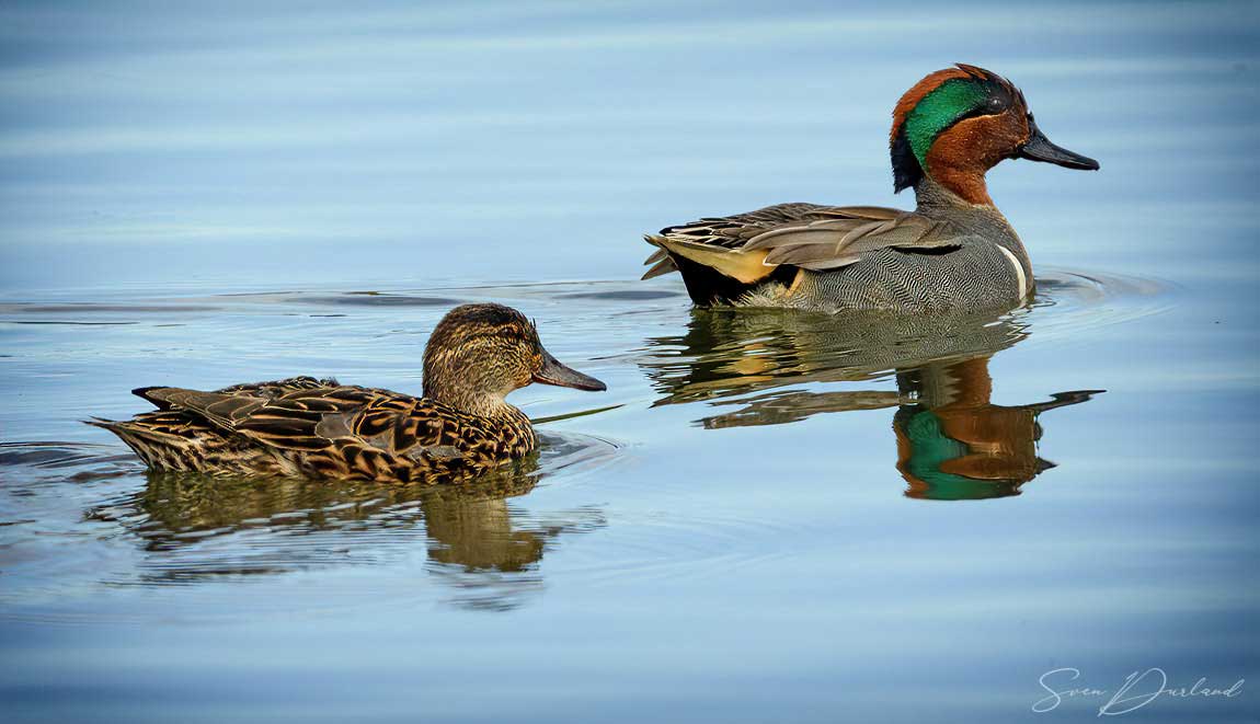 Green-winged Teal - couple