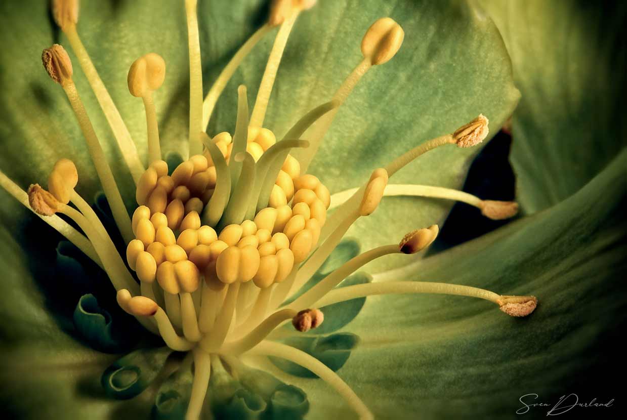close-up green helleborus flower