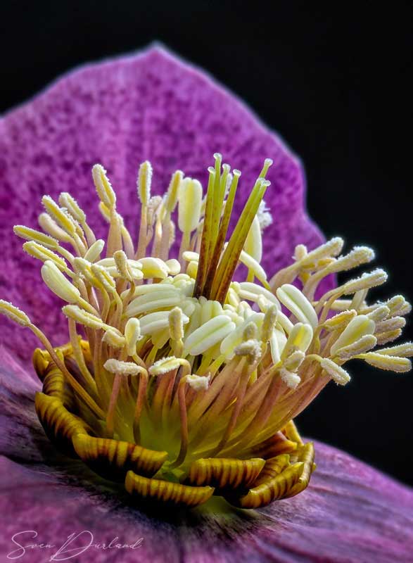 close-up red helleborus flower