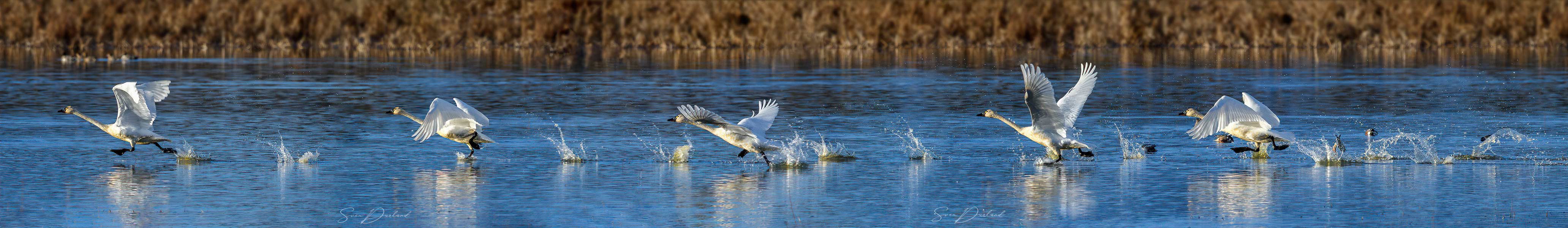 Tundra swans taking flight