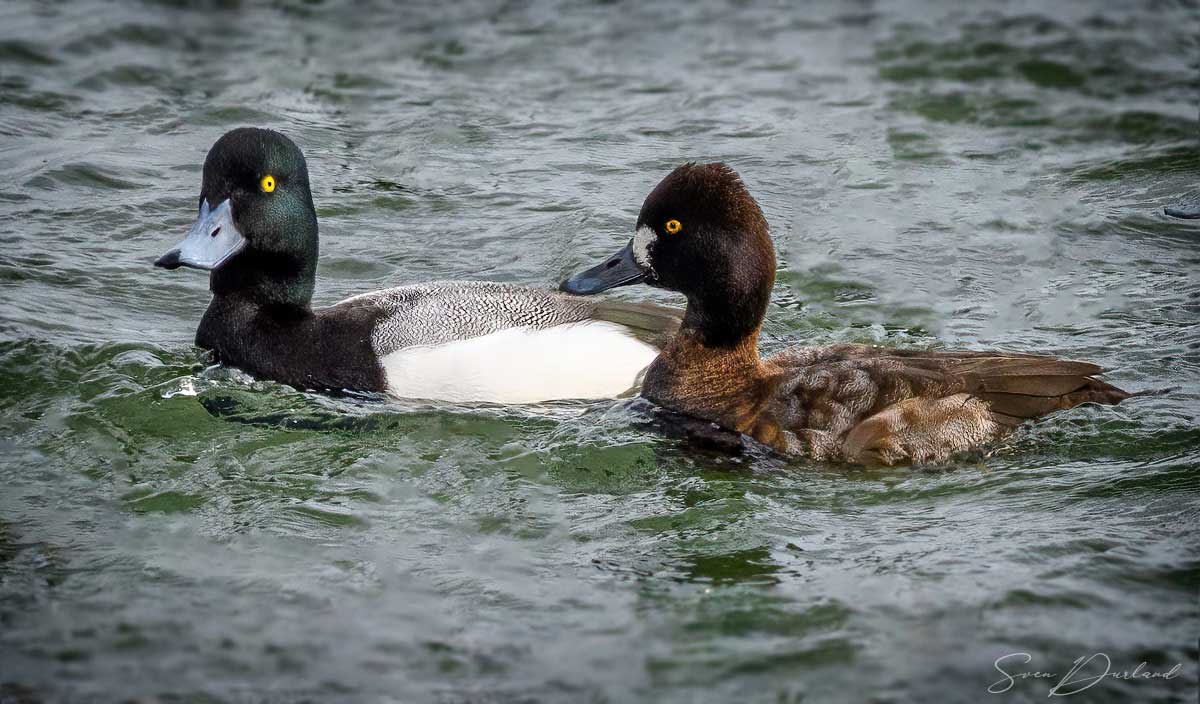 Greater Scaup - couple