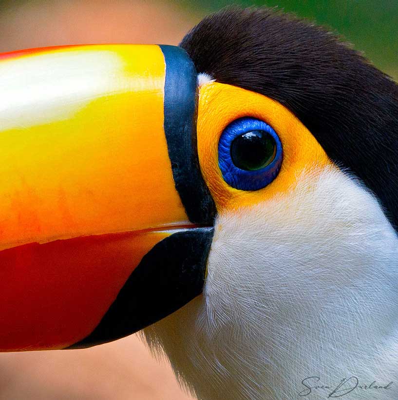 Toco Tucan bird close-up