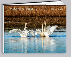 Amazing Birds book